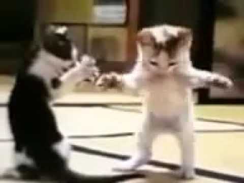 فيديوهات اطفال مضحكة فيديو اطفال مضحك مع القطط مواقف مضحكة للاطفال Kids Video Baby Videos 