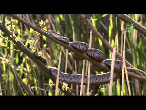 أخبر الدكتور عبد الواحد المغربي 