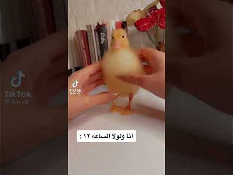 ان جاني حبيبي الليلة 