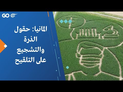 حقول الذرة في ألمانيا وتشجيع التلقيح 