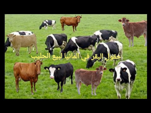 0حقل أبقار في ألمانيا لبيع الحليب 