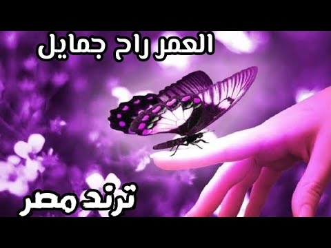 العمر راح جمايل الاغنيه بقت ترند مصر 