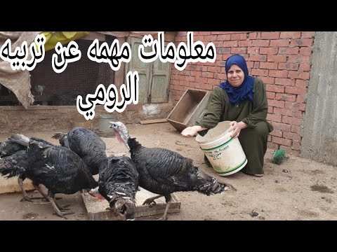 كل ما تريد معرفته عن تربية الرومي في هذا الفيديو 