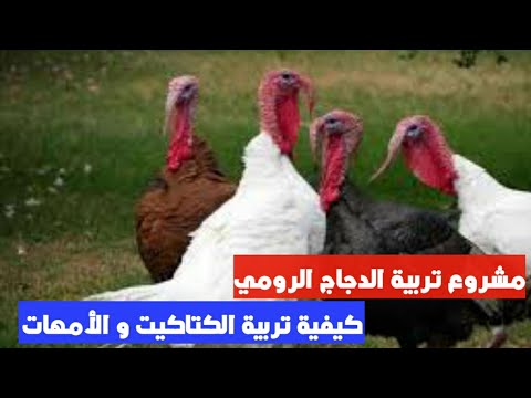 تربية الدجاج الرومي من الألف إلى الياء 