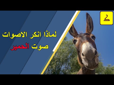 لماذا تنكر الأصوات صوت الحمير؟ 