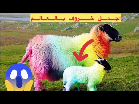 شاهد اجمل خروف بالعالم يشبه الخروف شون 