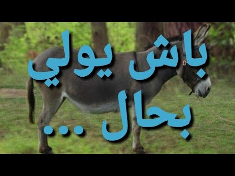 وصفات مختلفة تستخدم فيها الحمير. اجعلها فقط لأولئك الذين يستحقونها 