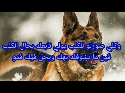 أعطي الكلب صورة حبيبك أو زوجك وانظر كيف يعاملك كالكلب حتى يراك وهو يسخر منك وفمه عليك. 