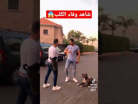 شاهد وفاء الكلب لصاحبة 