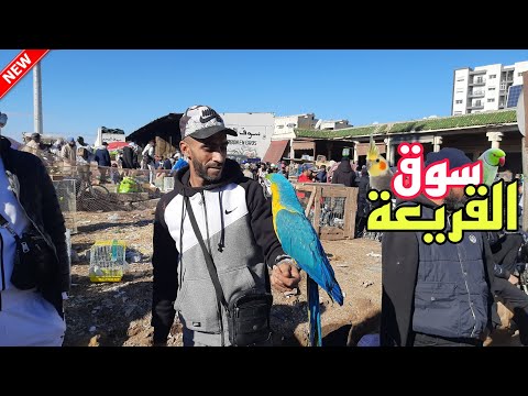 سوق القريعة الدار البيضاء تعرف على أتمنة مختلف أنواع الطيور الحمام ودجاج الزينة سوق القريعة 