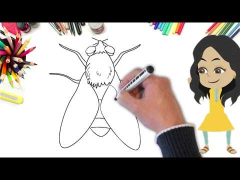 تعليم الرسم للأطفال طريقة رسم ذبابة بسهولة تامة 