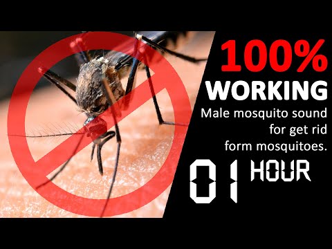 Anti Mosquito Male Mosquito Sounds 1 Hour 100 WORKING 