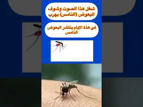 أصوات الموجات فوق الصوتية تطرد البعوض في دقائق 