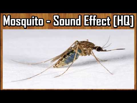 Mosquito Sound Effect HQ 