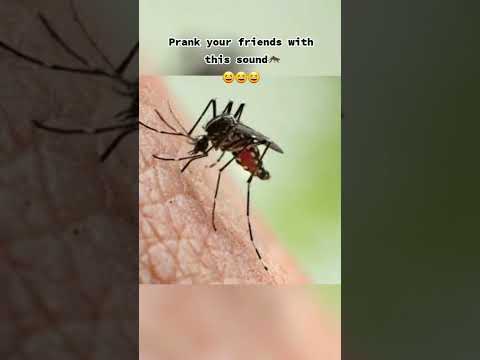 Mosquito Sound Effect 