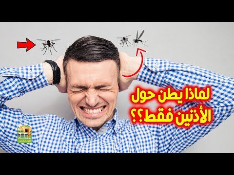 لماذا يطن البعوض حول أذنيك فقط دون باقي الجسد إجابة مذهلة 