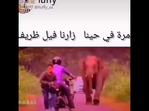 مرة في حينا زارنا فيل ظريف 