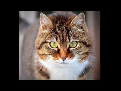 REALISTIC CAT SOUND 15MIN 