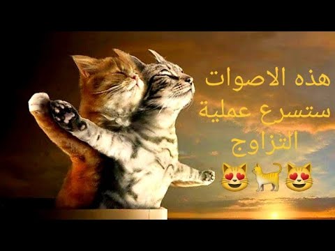 صوت يحفز القطط على التزاوج 2022 صوت قطة تنادي على الذكر للتزاوج Motivate Cats To Mate 