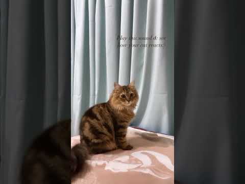 Play This Sound See How Your Cat React صوت يجلب القطط 