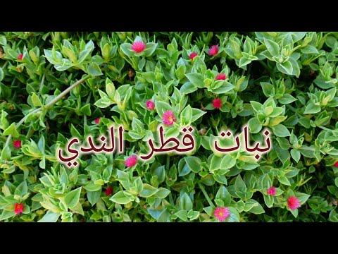 نبات الندية الشهير وطريقة العناية به وتكاثره Aptenia Cordifolia 