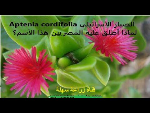 الصبار الإسرائيلي Aptenia Cordifolia ورعاية وتكاثر النبات ولماذا أطلق عليه المصريون هذا الاسم 