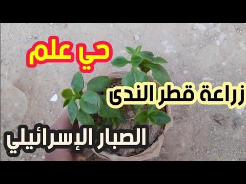 كيفية زراعة نبات قطرة الندى أو الصبار الإسرائيلي 