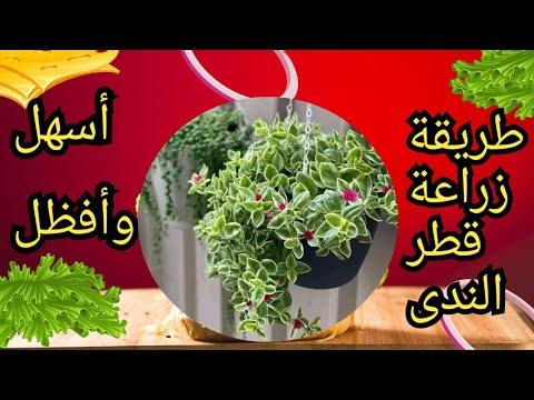 كيفية زراعة نبات قطرة الندى. كيفية نشر نبات قطرة الندى 