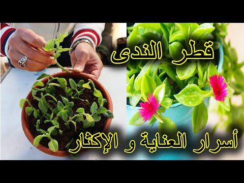 أسرار العناية وإكثار نبات قطر الندى حي العلم 