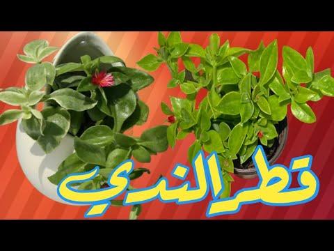 Aptenia cordifolia نبات حي يجب معرفة كيفية العناية به ونشره 