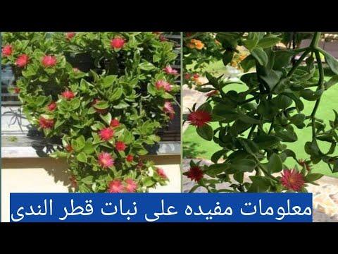 معلومات مفيدة عن نبات قطرة الندى 