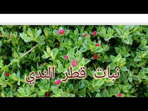 بكل سهولة ويسر متى يتم إكثار نبات صبار العلم 