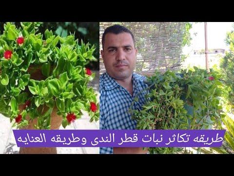 كيفية زراعة وتكاثر نبات قطرة الندى في المنزل 