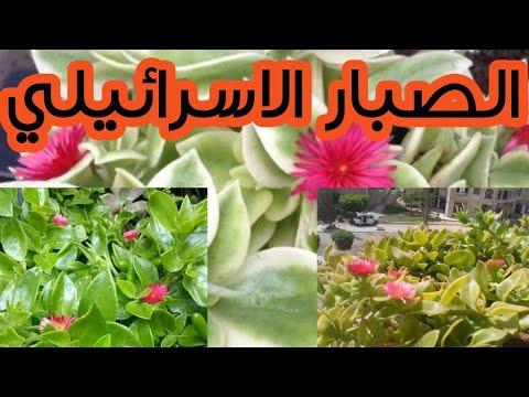 كيفية زراعة الصبار الإسرائيلي 