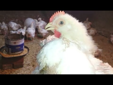 32 يوم عمر الفراخ البيضة الطريقة الصحيحة لعلاج وجع العين والبرد والعطس والترجيع 