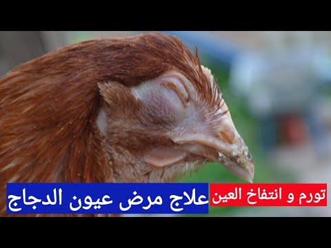 علاج مرض عيون الدجاج 