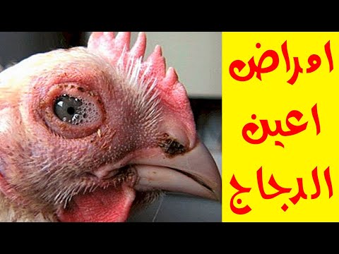 علاج امراض اعين الدجاج احمرار العين والتورم والرغوة وسبب الامراض دي بالتفصيل 