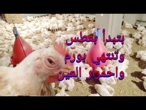 البداية هي الشهقة والعطس، ويجب علاجها بسرعة قبل أن تؤدي إلى احمرار أو تورم أو رغوة في العين. السبب والعلاج 