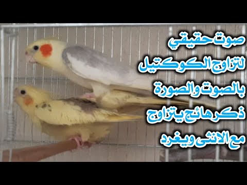 صوت تزاوج الكوكاتيل الكروان الحقيقي تزاوج ذكر جريء امام الكاميرا ان شاء الله 1080 HD 