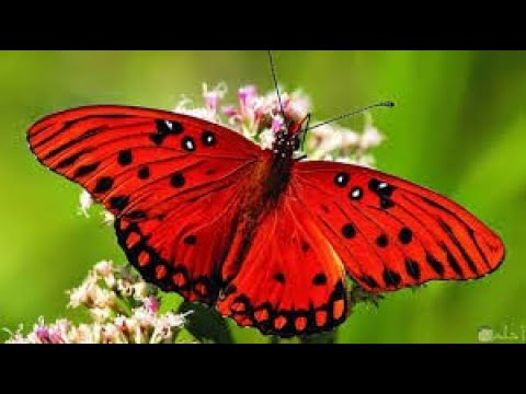 اجمل الفراشات من انحاء العالم فراشات الجمال الهش Butterflies فراشة 