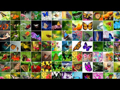 Beautiful Butterfly Wallpapers HD Pictures 