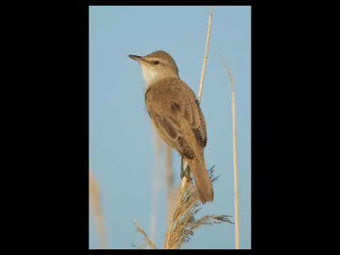 أقوى كوكتيل لطيور الشحم 