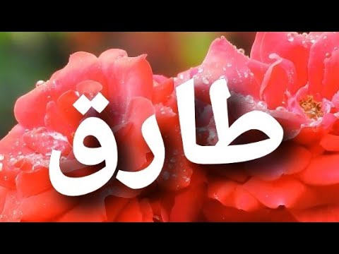 اسم الاغنية طارق طارق 