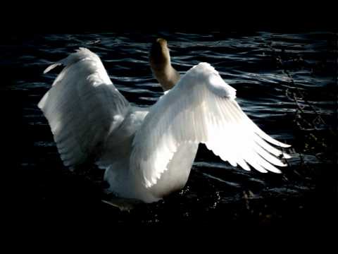 Tchaikovsky Swan Lake Swan Theme 