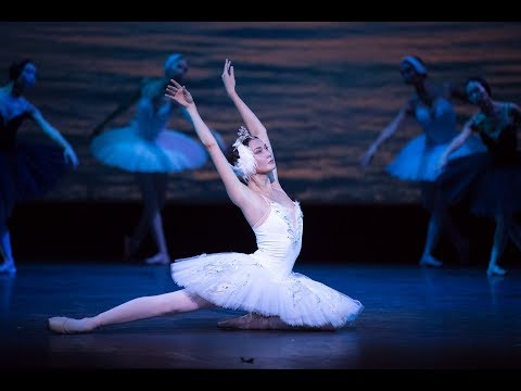 Swan Lake بحيرة البجع 