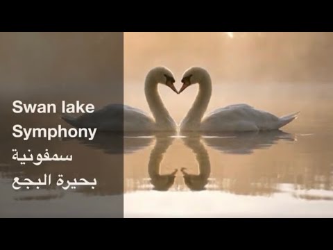 Swan Lake Symphony موسيقى بحيرة البجع 