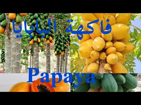 البابايا Papaya تعرفوا على اسرار زراعتها وكيف نميز الذكر عن الانثى 
