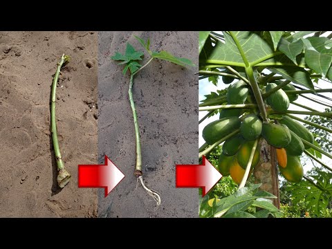 طريقة لن تخطر علي بالك لاكثار شجرة البابايا الباباظ للحصول علي اشجار مؤنثة 100 Female Papaya Tree 