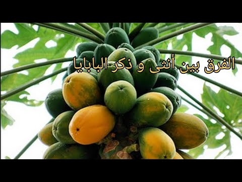 الفرق بين أنثى و ذكر البابايDifferent Between Male And Female Of Papaya 