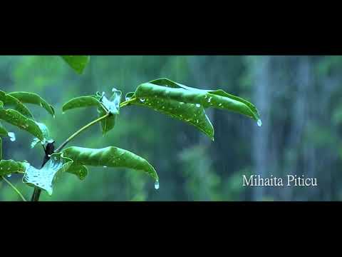 Mihaita Piticu Ploua Official Song اغنية رومانية مترجمة 